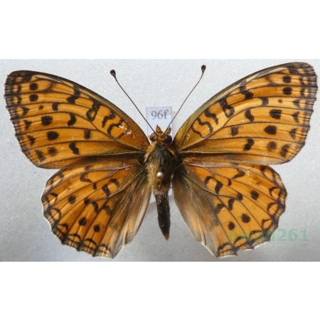 Argynnis adippe (Denis & Schiffermüller, 1775) female Dostojka adype Croatia96f